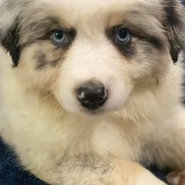 Australian Shepherd Puppies from Muddy Paw Aussies