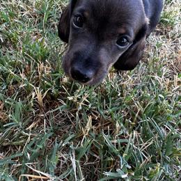 Buzz - Sable male Dachshund puppy in Dyess Afb, Texas from Story Dachshunds
