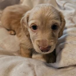 Coast - Red male Dachshund puppy in Lebanon, Oregon from Willow Moons Dachshunds