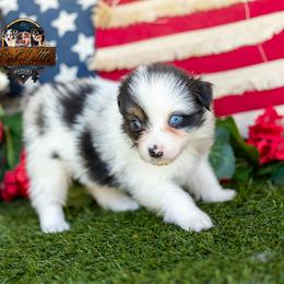 Jewel - Blue merle female Miniature American Shepherd puppy in Granbury, Texas from Best Little Aussies