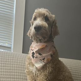 Goldendoodles from Doodles and Chaos