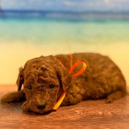 Sandy (Orange Collar Female) - Red  female Goldendoodle puppy in Santa Clara, Utah from Desert Dawn Doodles