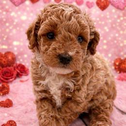 Skye - Cream female Goldendoodle puppy in Idabel, Oklahoma from Kay Kay’s Poodles & Doodles