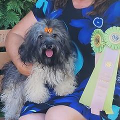 Aurora - Russian Tsvetnaya Bolonka