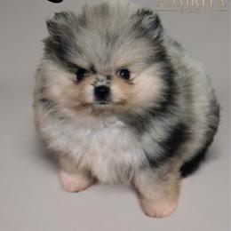 Zia - Blue merle female Pomeranian puppy in North Port, Florida from POMRITA POM’S