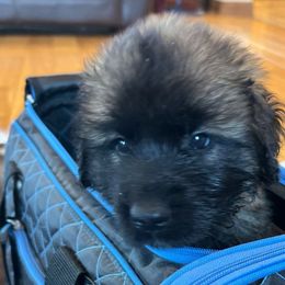 Dilute Retrievers, French Bulldogs, Labrador Retrievers, and Leonbergers from QVR Labradors, Leonbergers and Frenchies