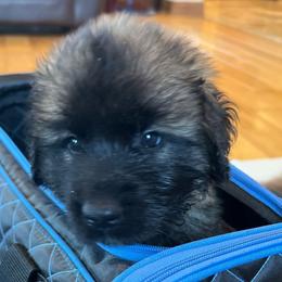 Dilute Retrievers, French Bulldogs, Labrador Retrievers, and Leonbergers from QVR Labradors, Leonbergers and Frenchies