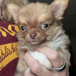 Tommy Tune - Fawn male Chihuahua puppy in Summerfield, Florida from Impeccable's Boutique & Ethical Breeder for the educated & discriminating ONLY