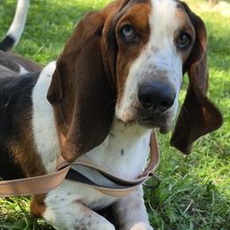 Basset Hounds from Lil Shorties Bassets
