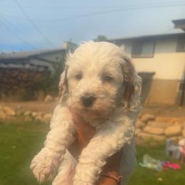 Aster (Blue) - Parti male Goldendoodle puppy in Payson, Utah from Life_on. Paws