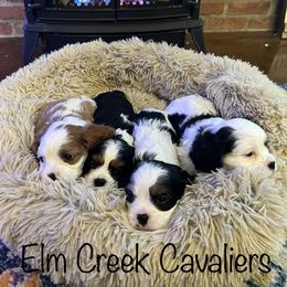 Cavalier King Charles Spaniel Puppies from Elm Creek Cavaliers