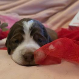 Fern - Red and white female English Springer Spaniel puppy in Cookeville, Tennessee from Krossroads Kennel