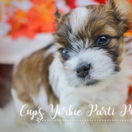 Vega - Parti Yorkshire Terrier puppy in Austin, Arkansas from Cup's Yorkie Parti Pups
