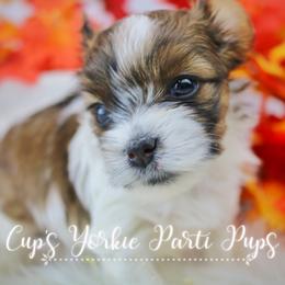 Vega - Parti Yorkshire Terrier puppy in Austin, Arkansas from Cup's Yorkie Parti Pups