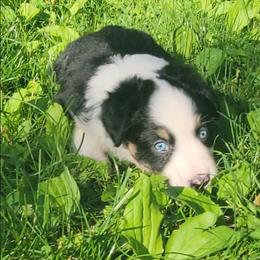 Tinker Bell - Black tri female Miniature Australian Shepherd puppy in Sunbury, Pennsylvania from Elemental Mini Aussies