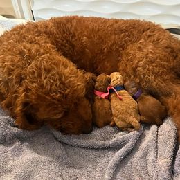 Labradoodle Puppies from Desert Mountain Doodles