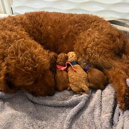 Labradoodle Puppies from Desert Mountain Doodles