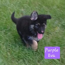 Eve Purple Collar - Black and red female German Shepherd puppy in Bedias, Texas from TiPi S Ranch's German Shepherds