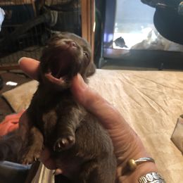 Teddy - Chocolate male Chihuahua puppy in Amelia, Virginia from Pannell’s Precious Pups