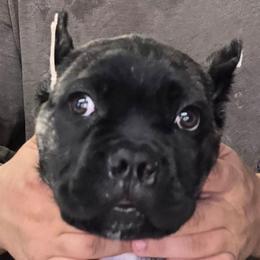 AKC and ICCF - Hot Pink Collor Girl - Hera X Lawman - Black brindle female Cane Corso puppy in Gorman, Texas from McOmber Country Kennels