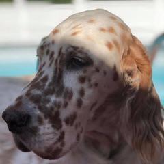 English Setters from Windsor Setters