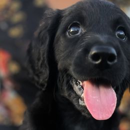 Sofia - Black Goldendoodle puppy in Davie, Florida from Puppieskiss