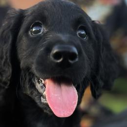 Sofia - Black Goldendoodle puppy in Davie, Florida from Puppieskiss