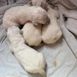 Lilith - Light golden female Golden Retriever puppy in Colorado Springs, Colorado from Sharp Guardians and Goldens