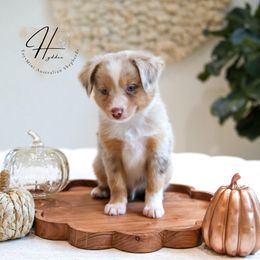 Saturn - Red merle male Toy Australian Shepherd puppy in Charlestown, Indiana from Hydden Aussies