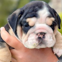 Layla - Black tri-color female Bulldog puppy in Fort Oglethorpe, Georgia from Jhuntfrenchies