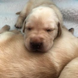 Labrador Retriever Puppies from Wanderlust Kennels