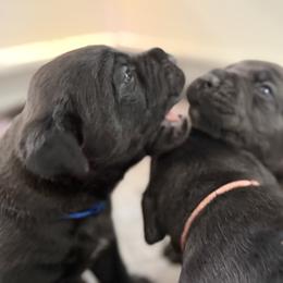 Cane Corso Puppies from CANE CORSO DI DROGHEDA