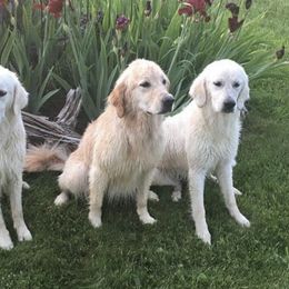 Golden Retrievers from English Acres English Golden Retrievers