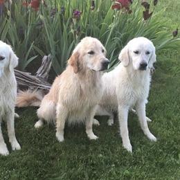 Golden Retrievers from English Acres English Golden Retrievers