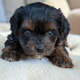 Mars - Black and tan male Yorkipoo puppy in Lebanon, Kentucky from Mosaic Merle Doodles
