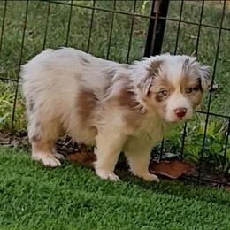 Simmering Hot aka Fire - Red merle male Australian Shepherd puppy in Sparta, Tennessee from SugarWood Australian Shepherds