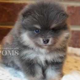 Balou - Blue and tan male Pomeranian puppy in Kingston, Georgia from Southern Charm Poms