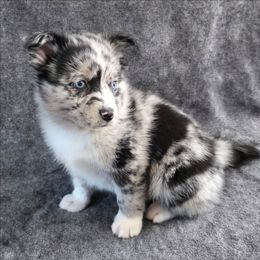 Skoll - Merle male Pomsky puppy in Omaha, Nebraska from Wolfpack Pomskies