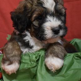 Bernedoodle Puppies from Mid-West Bernedoodles