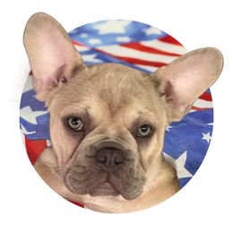 Boy 2 - Cream French Bulldog puppy in Vero Beach, Florida from Born in Paradise Frenchies