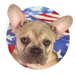 Boy 2 - Cream French Bulldog puppy in Vero Beach, Florida from Born in Paradise Frenchies