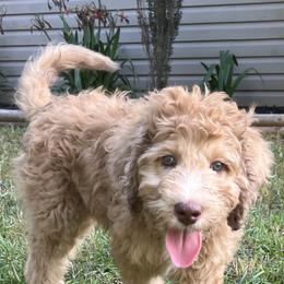Golden Aussiedoodle and Goldendoodle Puppies from Law Doodles of SC
