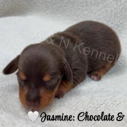 Jasmine - Chocolate and tan female Dachshund puppy in Brandon, Mississippi from A & N Kennels