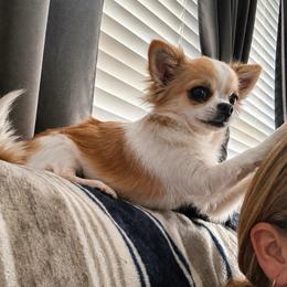 Fiona - Chihuahua