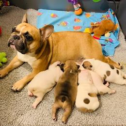 French Bulldog Puppies from BigStar French Bulldogs