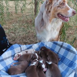 Australian Shepherd Puppies from Whippoorwill Aussies