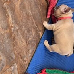 French Bulldog Puppies from Davis Family Frenchies