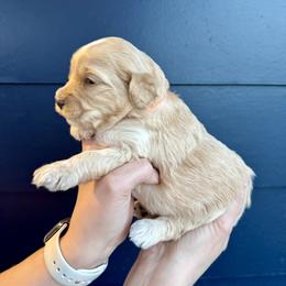 Bernedoodle, Cavalier King Charles Spaniel, and Poodle Puppies from Ellas.Pups (Bernedoodles & Cavapoos)