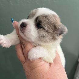 Sookie - Blue merle female Pomeranian puppy in Arizona from Ma Petite Amore Pomeranians