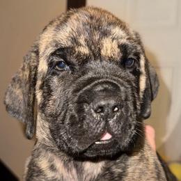 Rucker - Brindle male Mastiff puppy in Carthage, Missouri from Mama’s Mastiffs